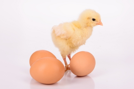 three brown eggs and newborn yellow chicken isolated on a white backgroundの写真素材