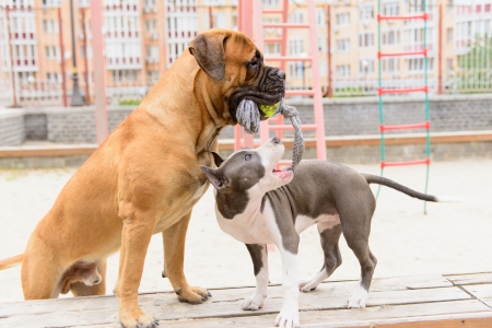 two dogs. junior bullmastiff and  puppy stafford