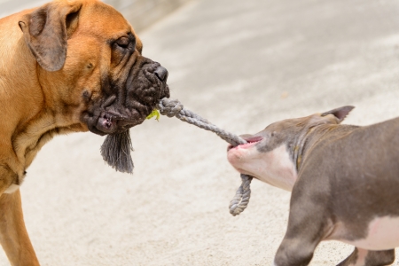 two dogs. junior bullmastiff and  puppy stafford