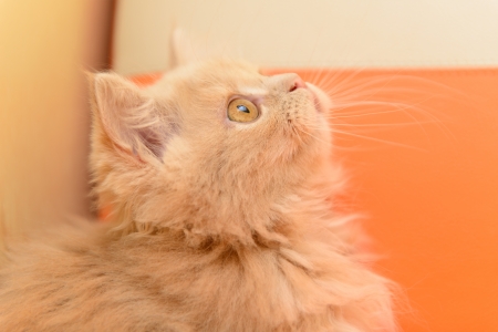 little Persian kitten sitting on the orange backgroundの写真素材