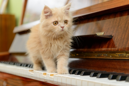 fluffy Persian kitten walking on the pianoの写真素材