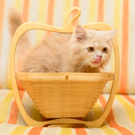 little Persian kitten playing in a wooden basketの写真素材