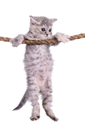 small striped kitten Scottish tabby breed. animal hanging on a rope isolated on white backgroundの写真素材