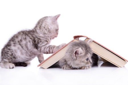two small striped kittens Scottish tabby breed. animals sitting with a book  isolated on white backgroundの写真素材