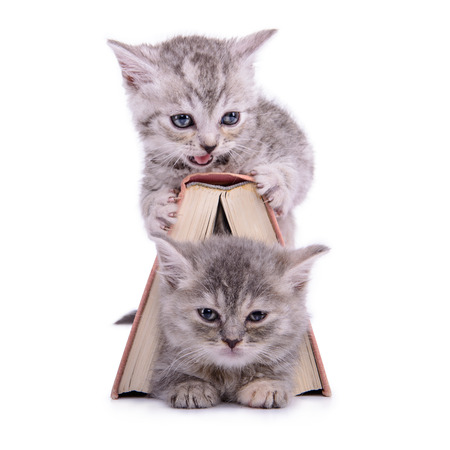 two small striped kittens Scottish tabby breed. animals sitting with a book  isolated on white backgroundの写真素材