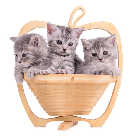 three small striped kittens Scottish tabby breed. animals in a wooden basket isolated on white backgroundの写真素材