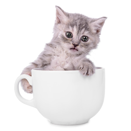 small striped kitten Scottish tabby breed. animal in a ceramic cup on white backgroundの写真素材