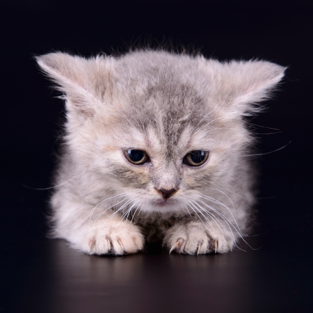 small striped kitten Scottish marble breed. animal isolated on black backgroundの写真素材