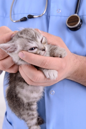 veterinarian makes inspection kitten in clinicの写真素材