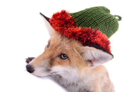 red fox with a hat. New Year or Christmas. animal isolated on white backgroundの写真素材