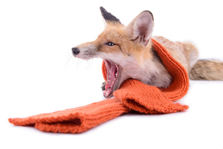 red fox with a scarf. New Year or Christmas. animal isolated on white backgroundの写真素材