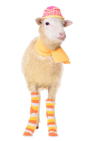 Sheep in Christmas clothes. animal isolated on white backgroundの写真素材