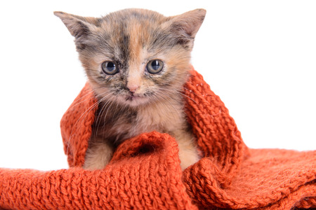 small Scottish kitten isolated on white の写真素材