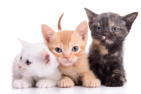 small Scottish kittens isolated on white の写真素材