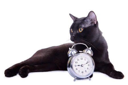 adult black cat with alarm. animal isolated on white backgroundの写真素材