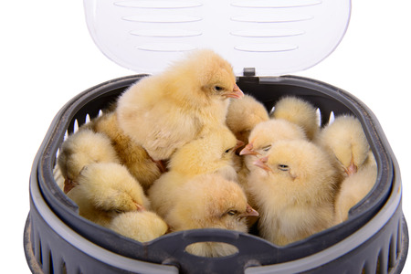 many newborn chickens in  container isolated on white backgroundの写真素材