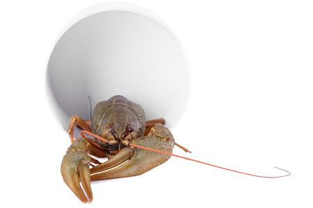 live animal crawfish isolated on white backgroundの写真素材