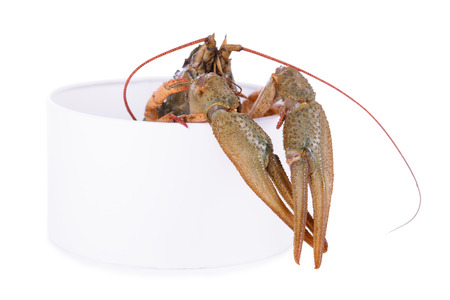 live animal crawfish isolated on white backgroundの写真素材