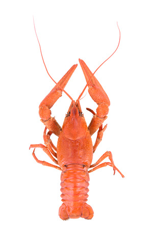 Boiled red crawfish isolated on a white background の写真素材