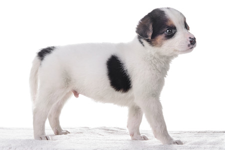 little puppy crossbreed. animal isolated on white backgroundの写真素材