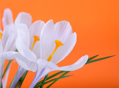 Soft focus macro of wildflowersの写真素材