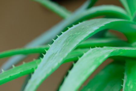 green leaves of aloe vera closeup macroの写真素材