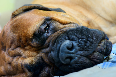 Junior bullmastiff dog lying on the sofa and resting close-upの写真素材
