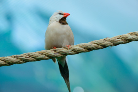a beautiful little bird spring nature themeの写真素材