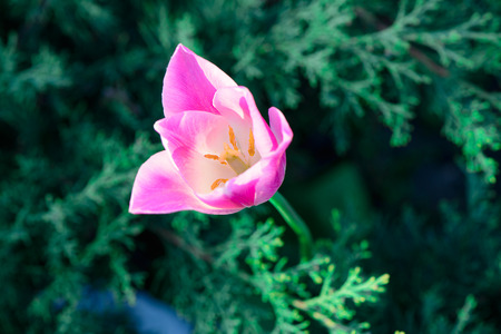 Soft focus close up of spring flower tulip