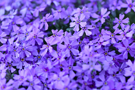Soft focus close up of spring flowers