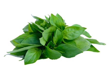 Fresh green basil leaves isolated on white backgroundの写真素材