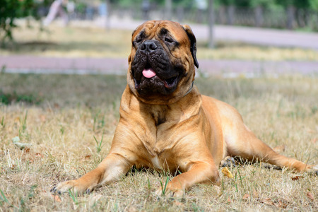 pet large red dog bullmastiff  lying on the dry grassの写真素材
