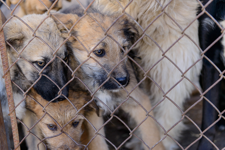 many stray dogs in shelter locked behind meshの写真素材