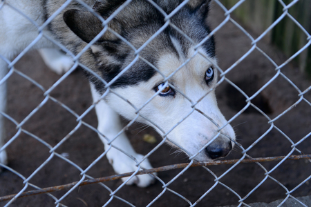 stray dog in shelter locked behind meshの写真素材