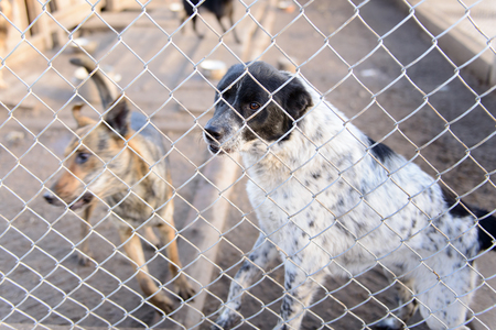 two stray dogs in shelter locked behind mesh