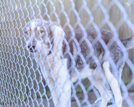 stray dog in shelter locked behind mesh