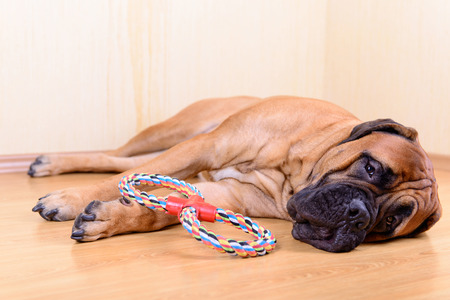 large pet bullmastiff dog playing with his toyの写真素材