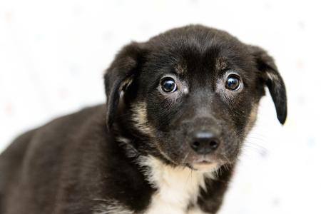 portrait of a little black puppy close-upの写真素材