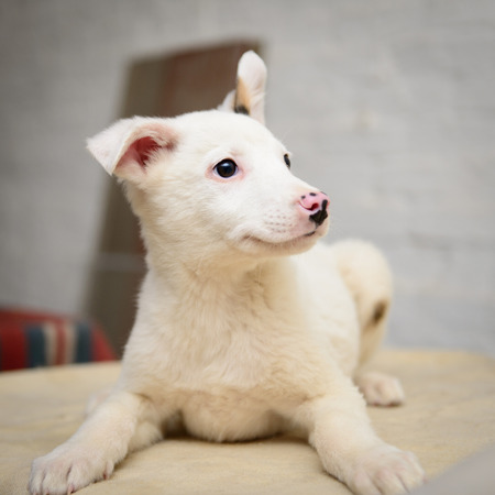 homeless puppy in a shelter for dogsの写真素材