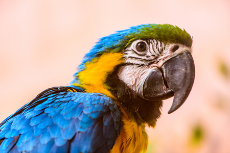 Ara parrot exotic tropical bird close-up portraitの写真素材