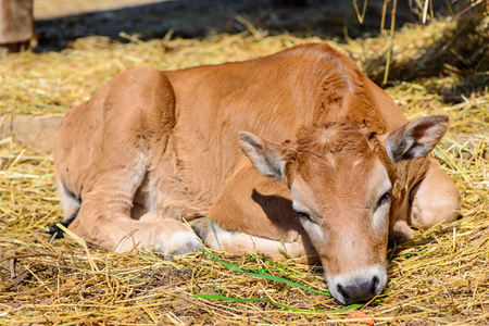 red calf in farmの写真素材