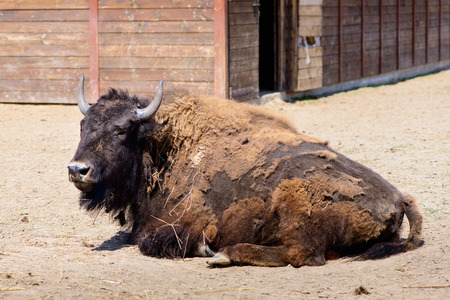 American bison at the zooの写真素材