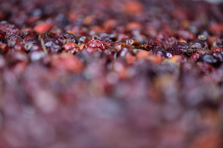 Dried rosehip berries backgroundの写真素材