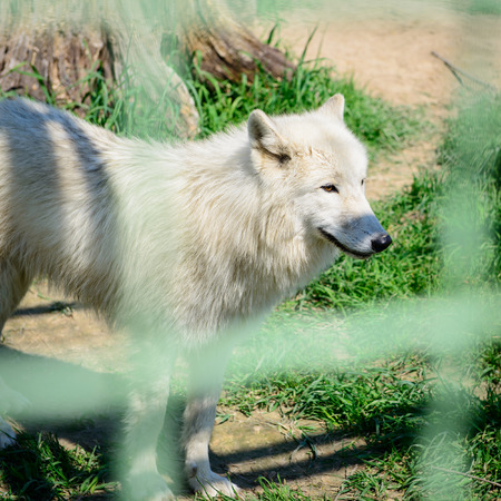 white fluffy wolf in the nature