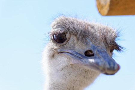 ostrich bird's head at the zooの写真素材