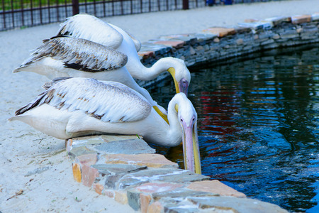white pelicans eat near lakeの写真素材