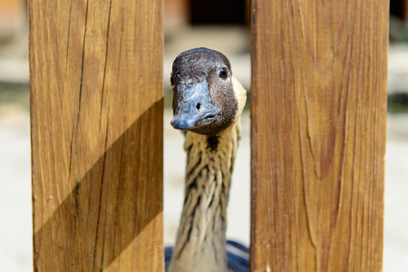 duck head out behind the fenceの写真素材