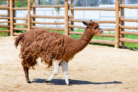 Lama alpaca exotic animals at the zooの写真素材