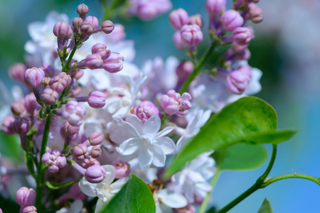 lilac flowers and foliage in springの写真素材