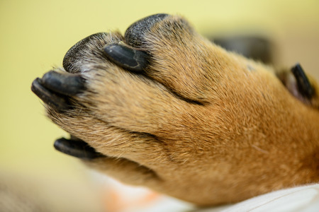 dog paw and big claws closeupの写真素材